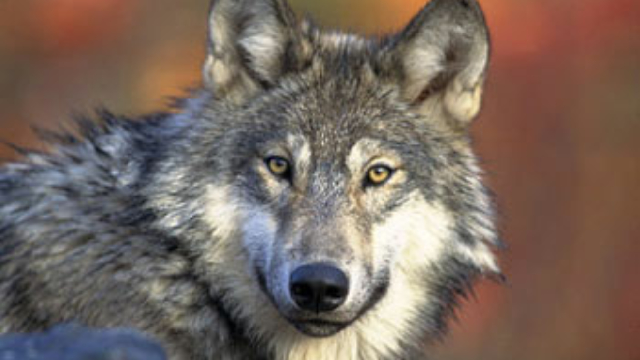 wolf